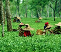 Assam